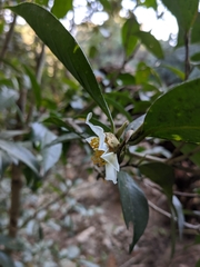 Camellia kissii