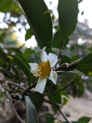 Camellia kissii