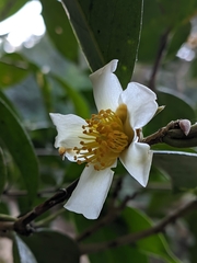 Camellia kissii