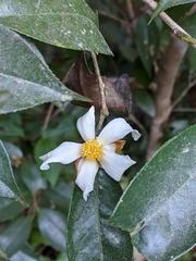 Camellia kissii