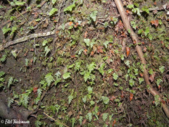 Hymenophyllum caudiculatum