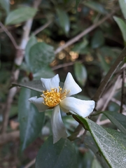Camellia kissii