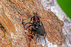 Hoplocopturus