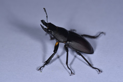 Neolucanus sinicus