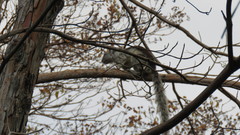 Sciurus variegatoides dorsalis