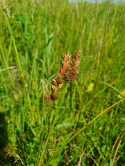 Carex disticha