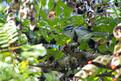 Herpsilochmus atricapillus