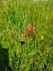 Carex disticha