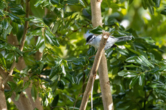 Herpsilochmus atricapillus
