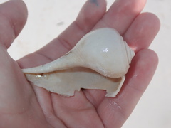 Fulguropsis pyruloides