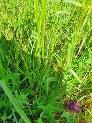 Carex disticha