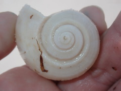 Fulguropsis pyruloides