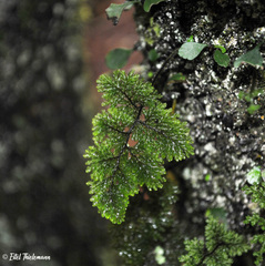 Hymenophyllum dentatum