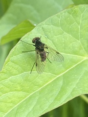 Chrysopilus cristatus