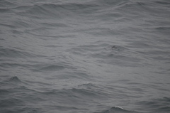 Synthliboramphus antiquus