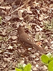 Pipilo erythrophthalmus