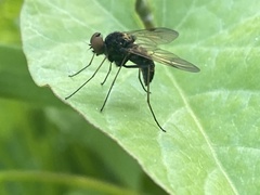 Chrysopilus cristatus