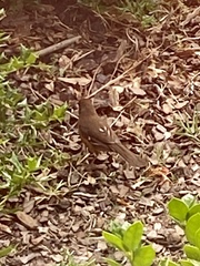 Pipilo erythrophthalmus