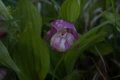 Cypripedium