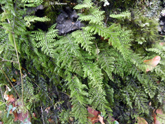Hymenophyllum dentatum