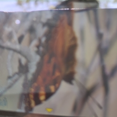 Nymphalis polychloros