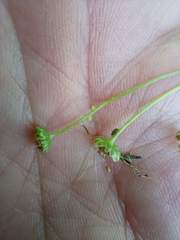 Cotula australis