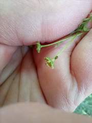 Aphididae