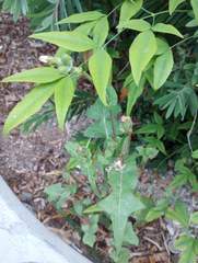 Sonchus