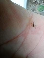 Aphididae