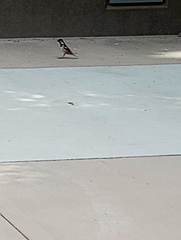 Passer domesticus
