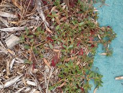 Portulaca oleracea