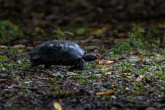 Chelonoidis carbonarius