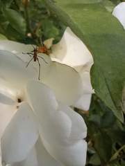 Tettigoniidae