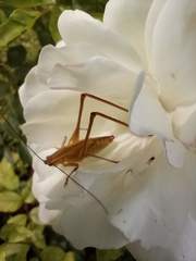 Tettigoniidae