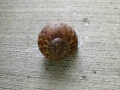 Cornu aspersum