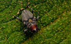 Hoplocopturus
