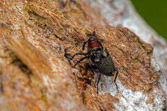 Hoplocopturus