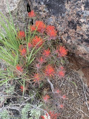 Castilleja covilleana