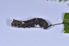 Stibochiona nicea