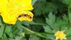 Paederus