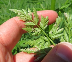 Plasmopara chaerophylli