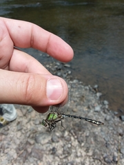 Ophiogomphus carolus