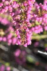 Erica lateralis
