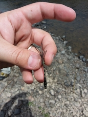 Ophiogomphus carolus