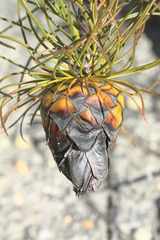 Protea pityphylla