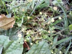 Cotula australis