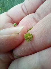 Cotula australis