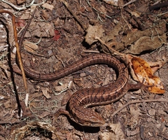 Elgaria coerulea coerulea