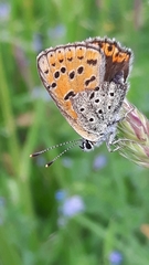 Lycaena tityrus