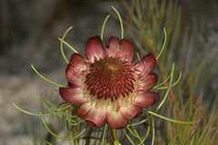 Protea pityphylla